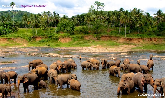 pinnawala-elephant-orphanage-sri-lanka