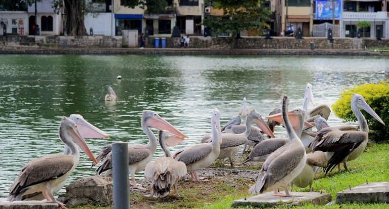 Colombo Beira Lake